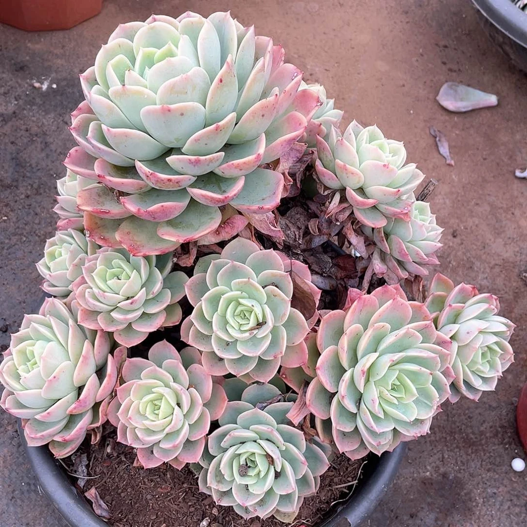 1023哈密瓜 一物一拍多肉