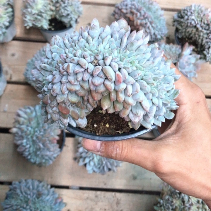 星影高板子缀化309