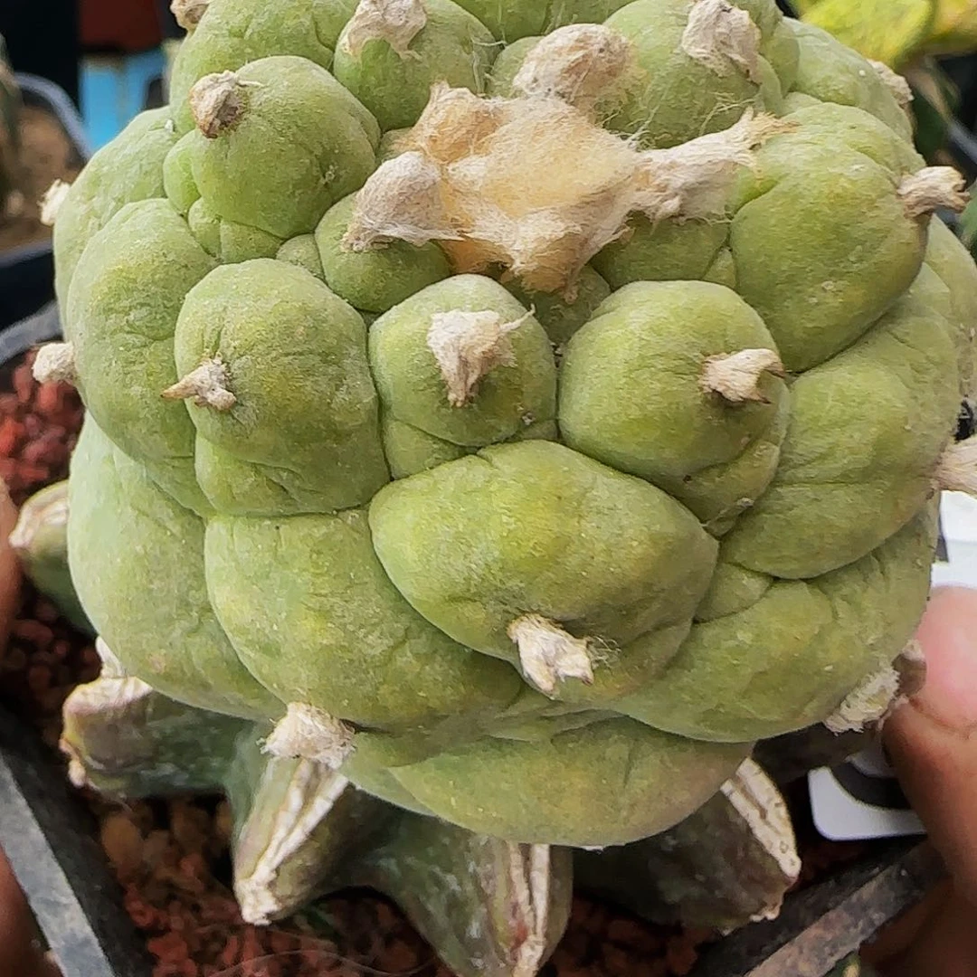 仙652仙人球开花啦