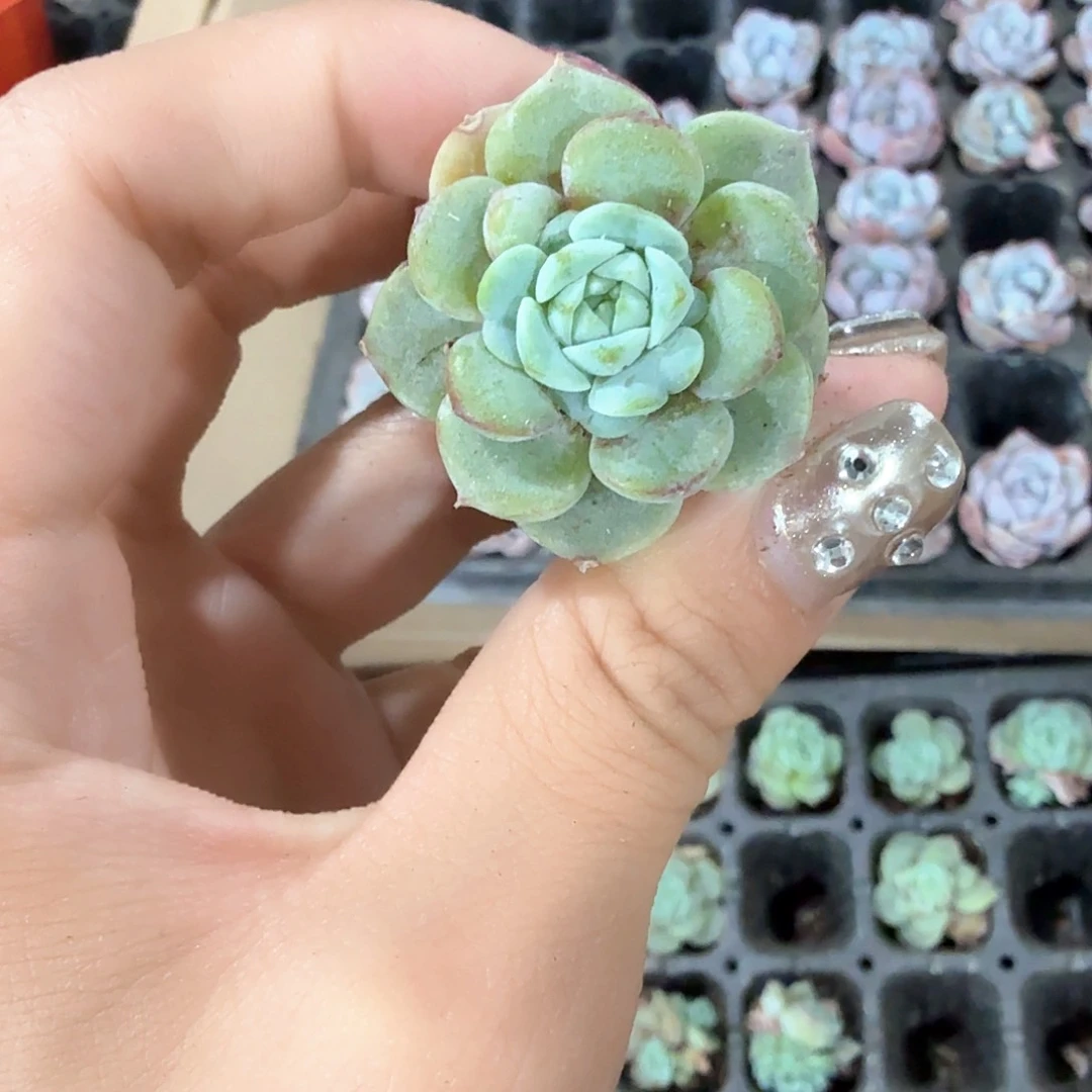 天鹅绒穴苗10颗一组