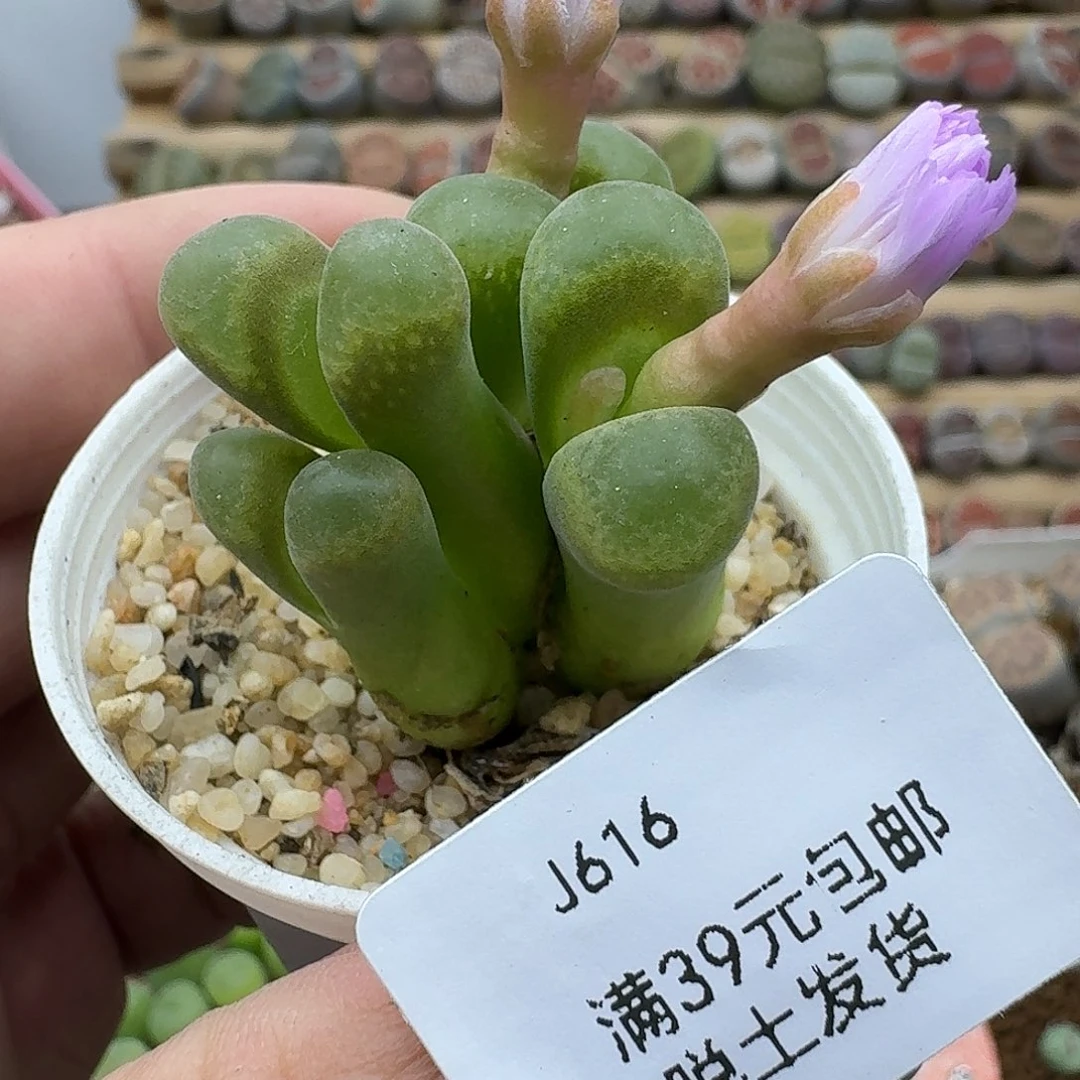 616大长腿群介意勿拍