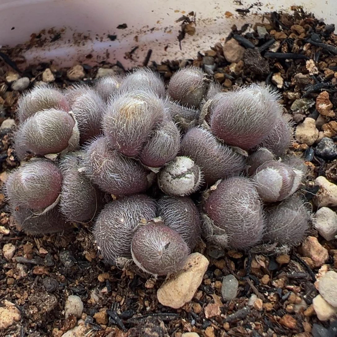 29头紫毛球带盆多肉植物