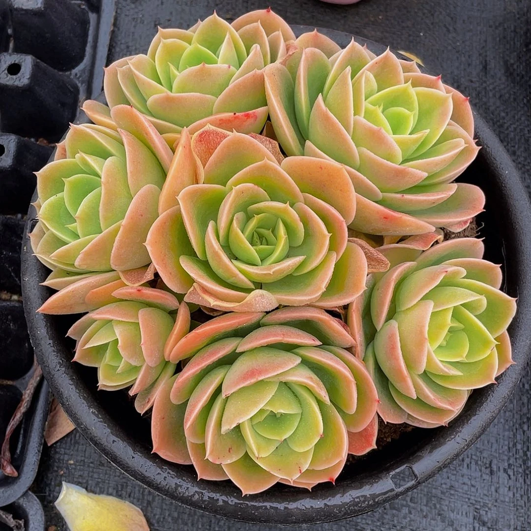 苹*辛纳塔多肉植