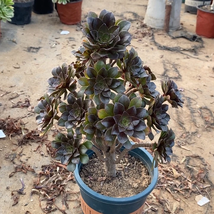 灰法多肉植物43。