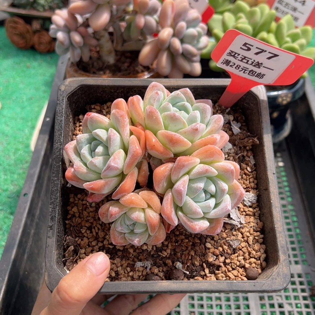表妹精品多肉植物577.