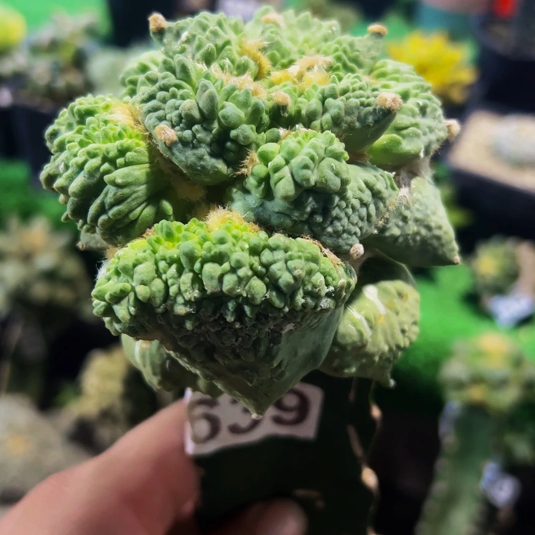 无花朵福利大怒涛牡丹639