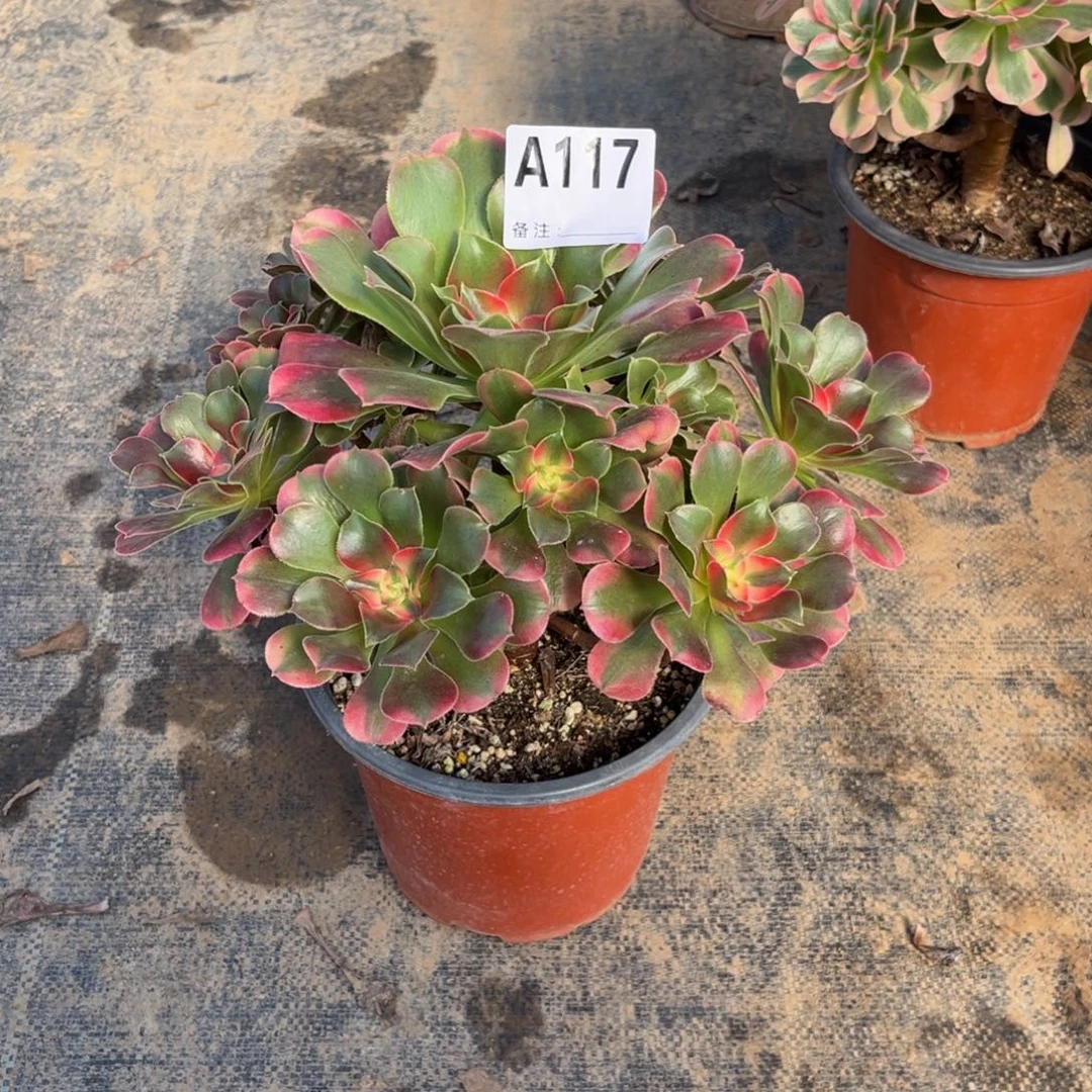 多肉植物香妃117多肉