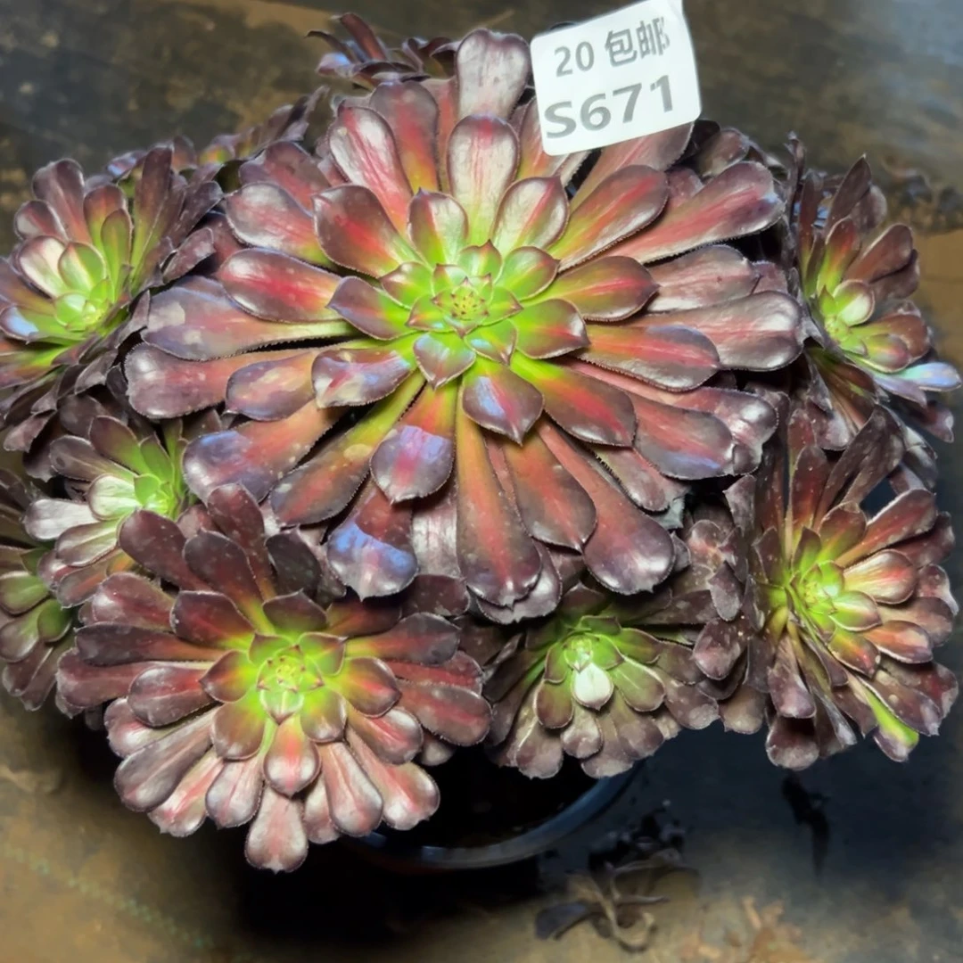 671月亮石，满20包邮嘟叮熊