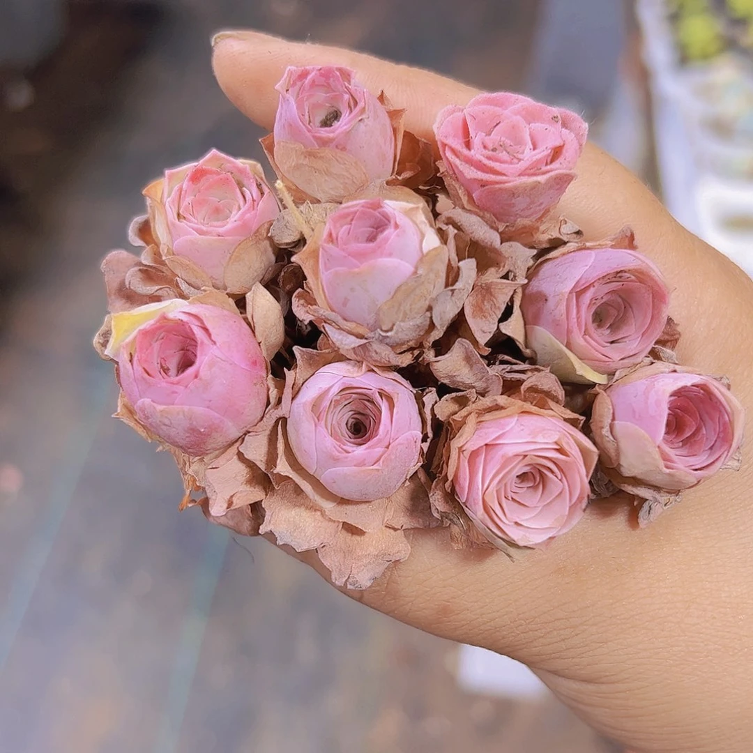 迷你超粉20个玫瑰