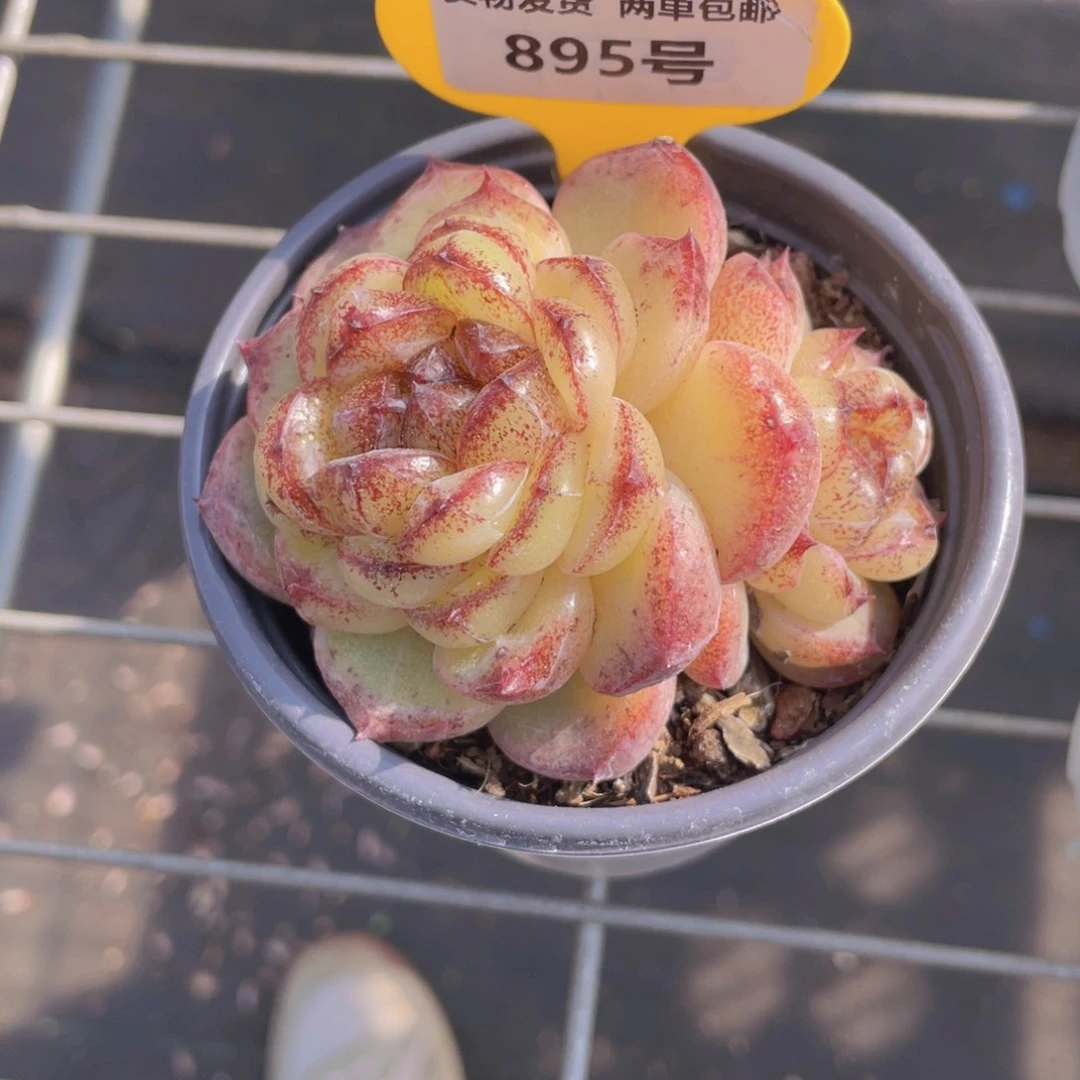 895号 宽叶母本黄水晶双头一个