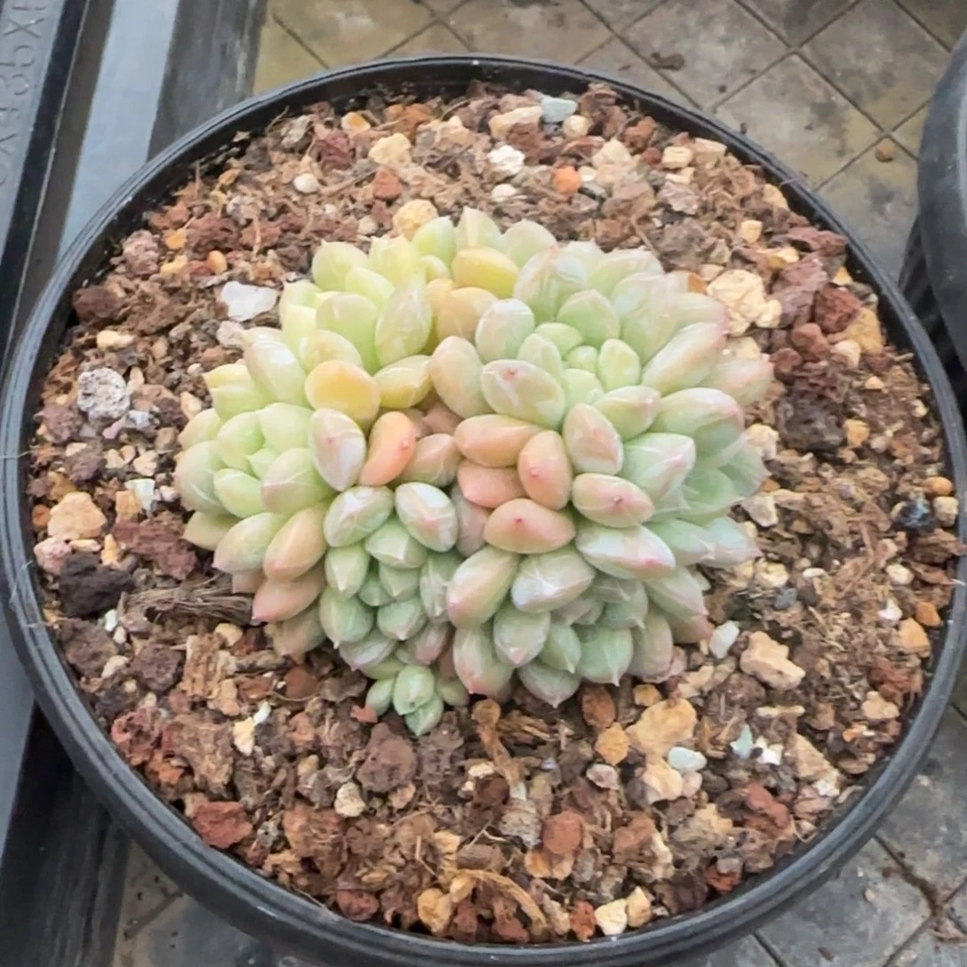 多肉植物一物一拍