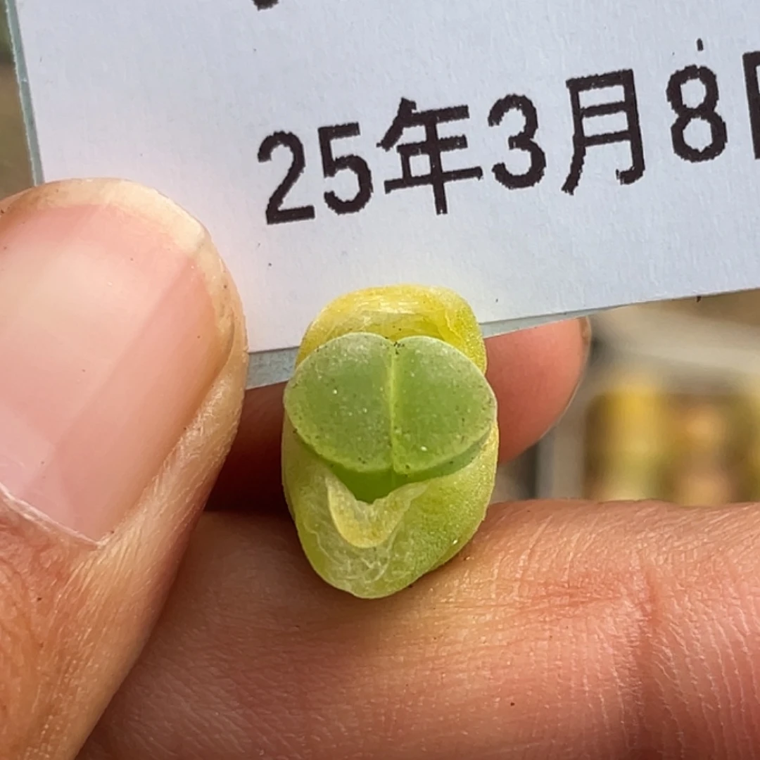 8-34极窗风铃多肉植物