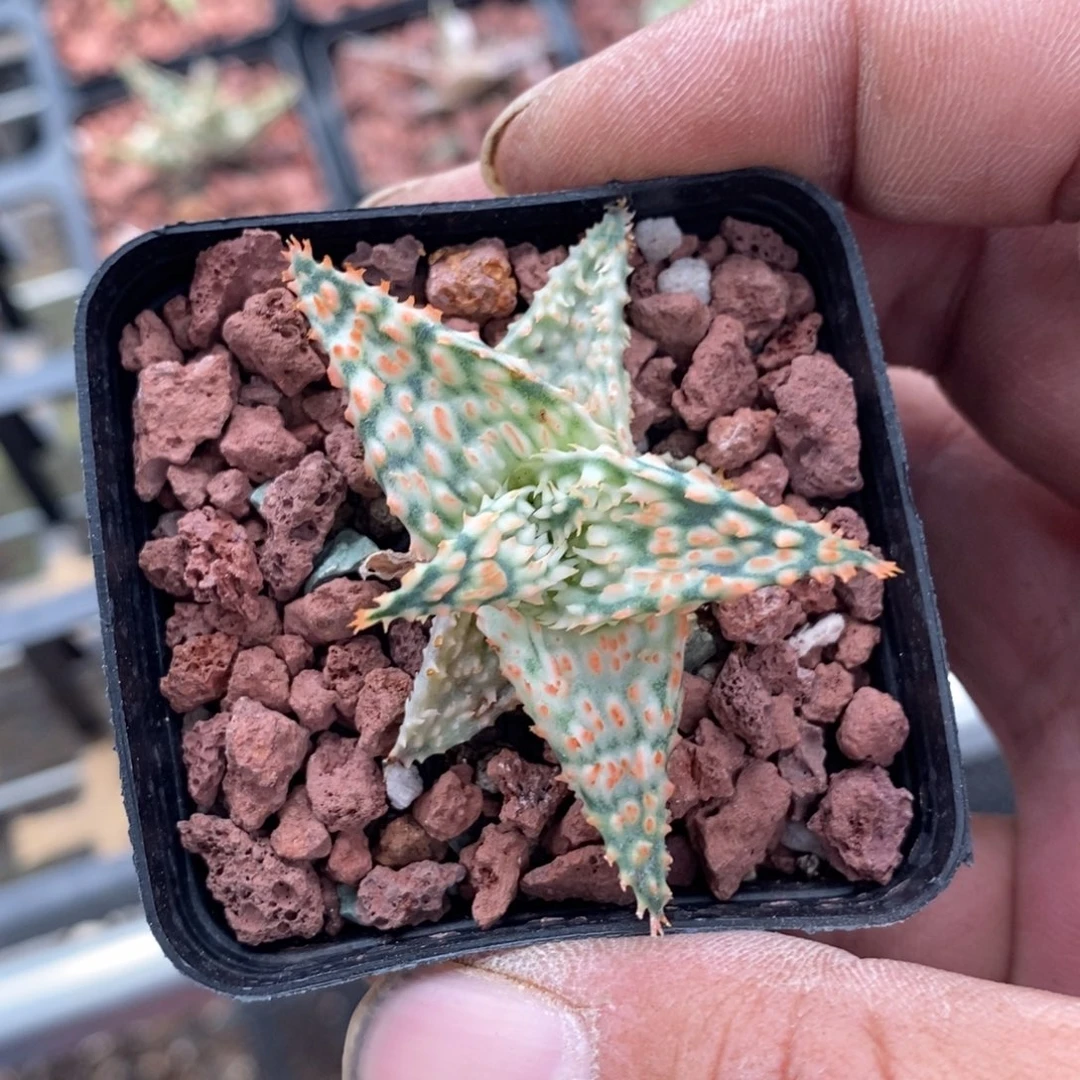 691 一颗迷你芦荟。超级福利