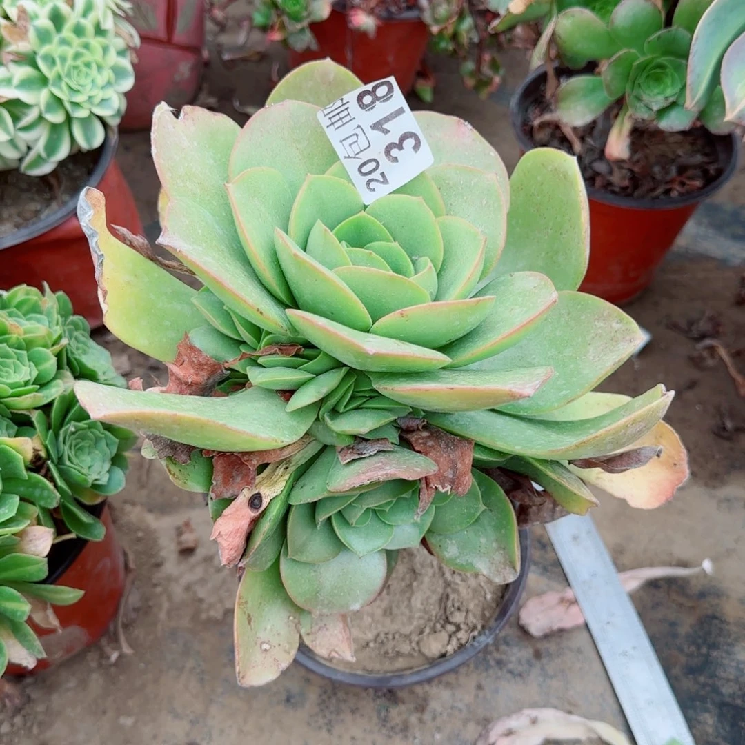 玉龙观音318满20包邮断枝不包瑕疵