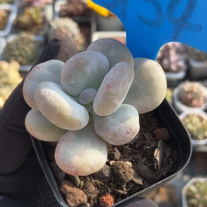 6154奶酪石化多肉植物保护