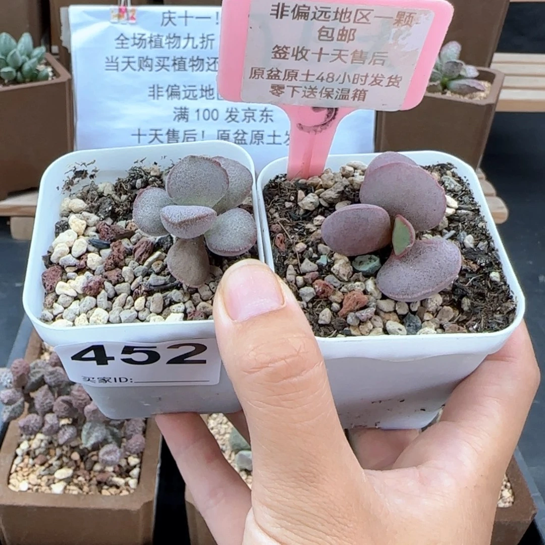 452春彩碧海多肉