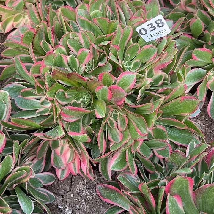 3.10-38妖月多肉植物4