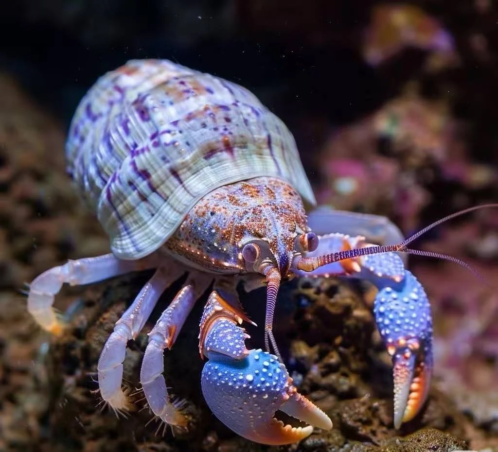 迷你寄居蟹淡水活体观赏蟹新手好养可爱陆生爬宠