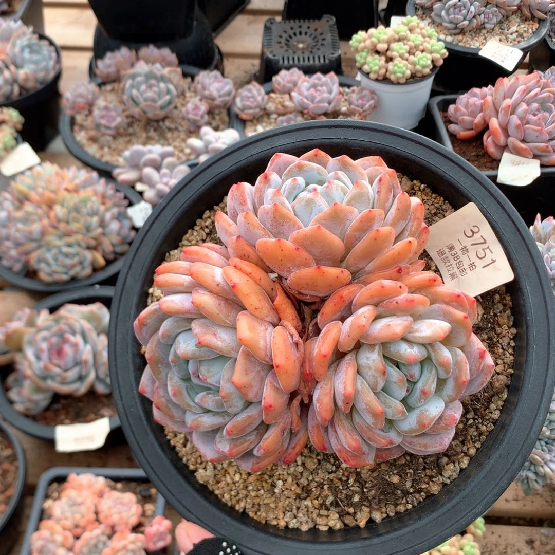 15厘米三头有砍星影3751