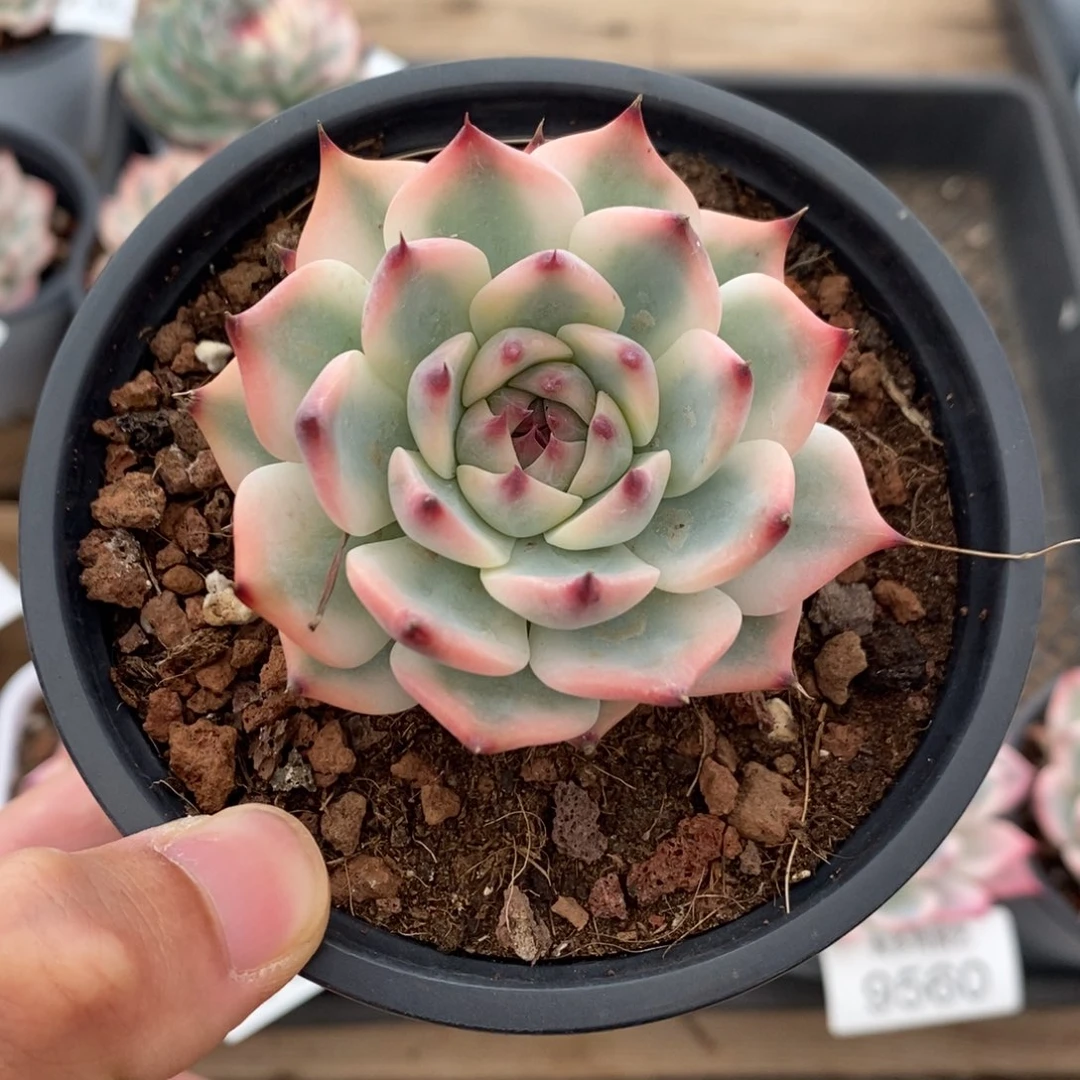 吉娃娃锦多肉植物9567