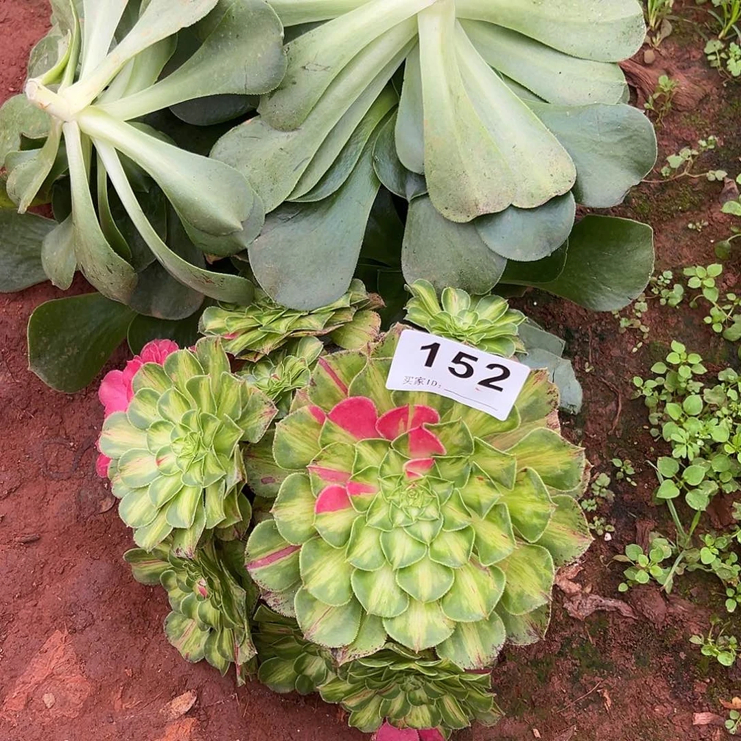 光***8精品多肉植物152香炉盘知否