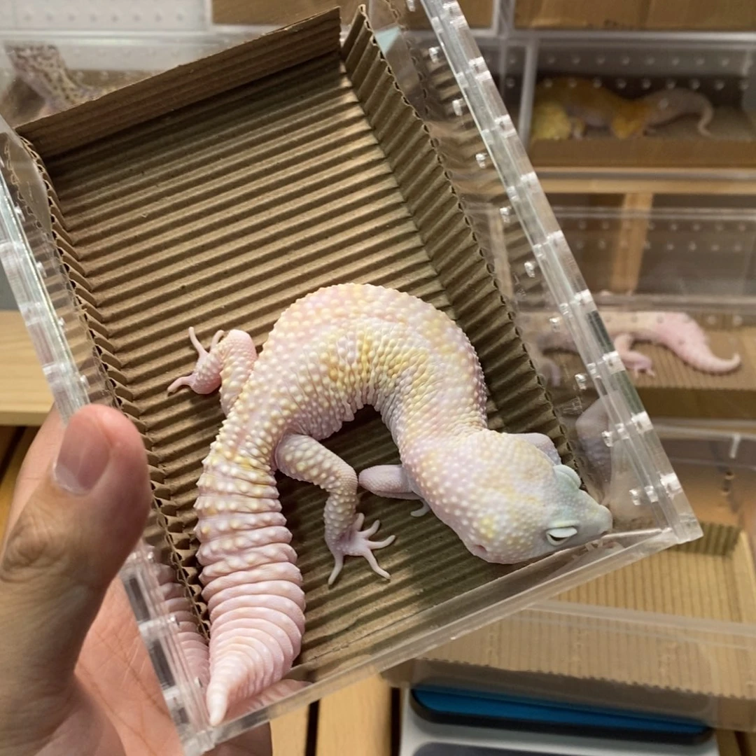 豹纹守宫豹纹守宫