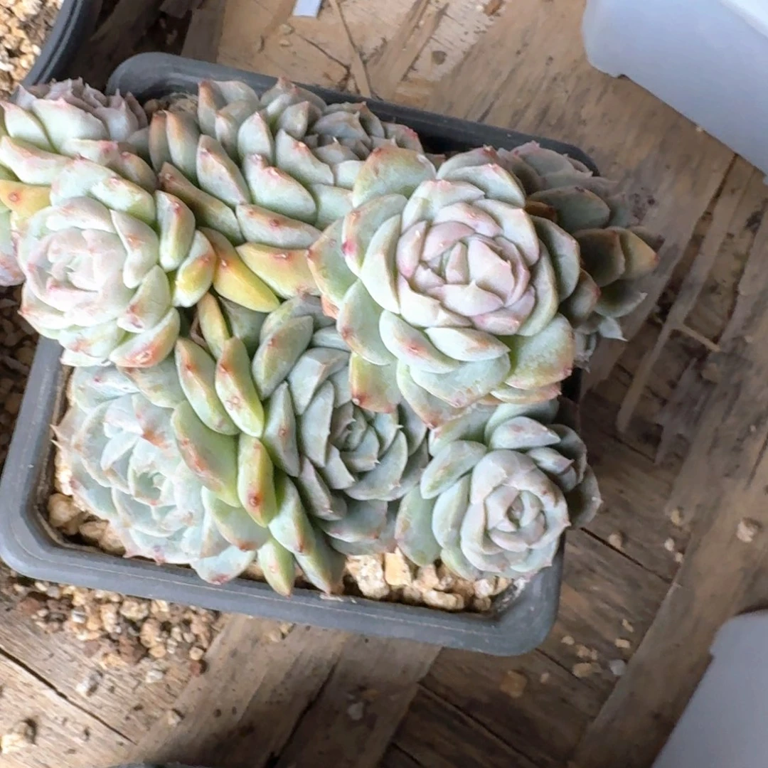 专拍链接多肉石化