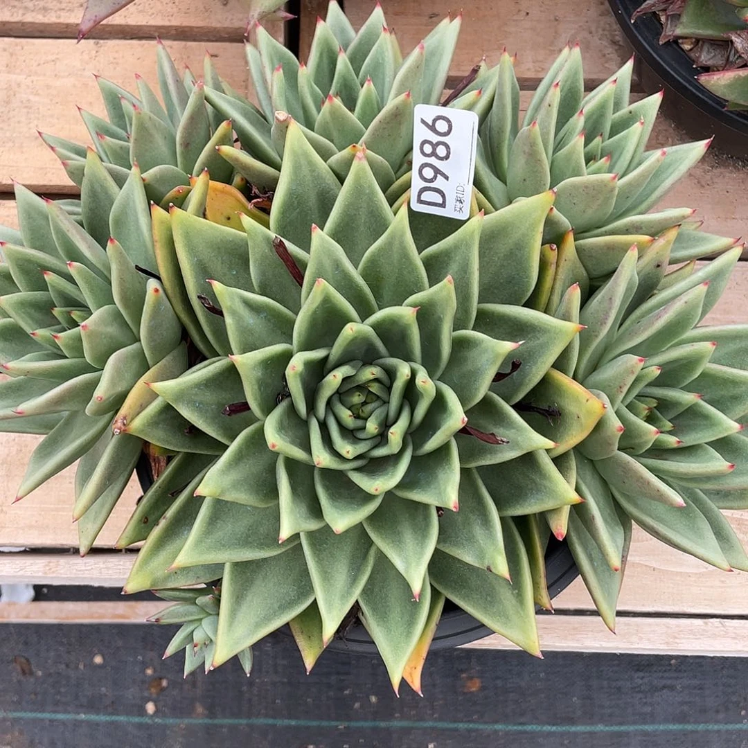 若如东云组拍D986