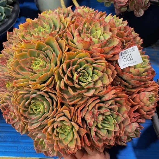 贩****好贝拉15131多肉