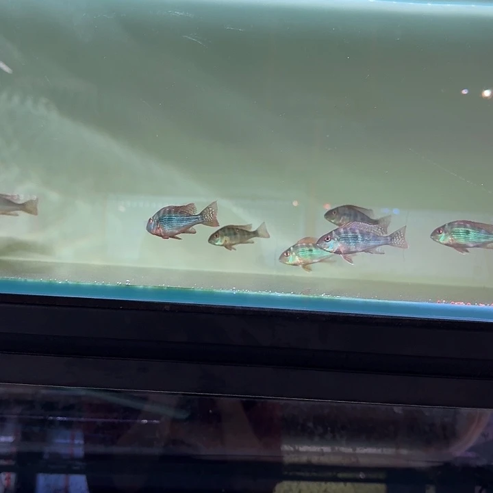 霓虹灯鱼K***?240奥体封斯