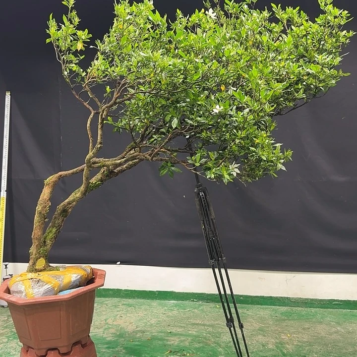 大量花朵（建议范围：8朵-15朵 或40%以上）茶*