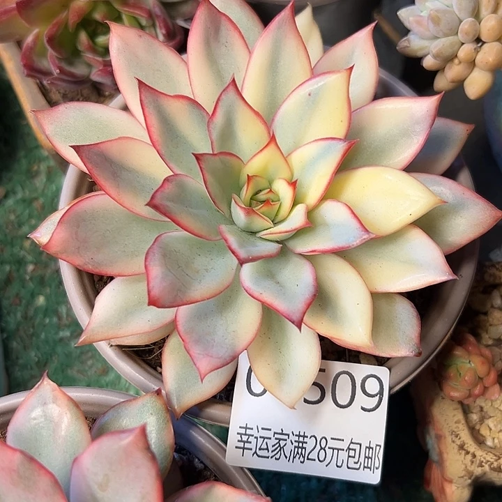 幸运的是我还没遇到过