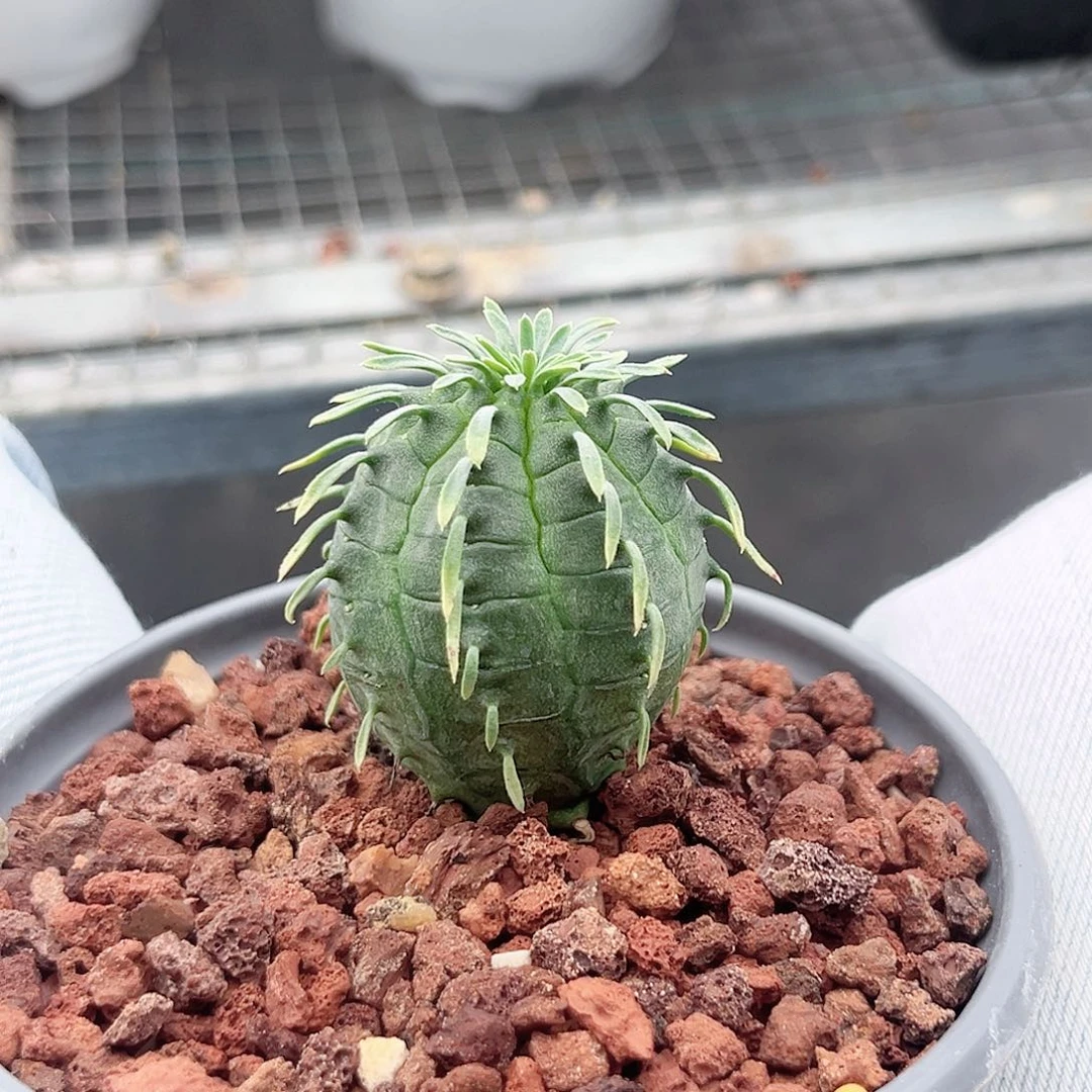群星冠大戟多肉植物