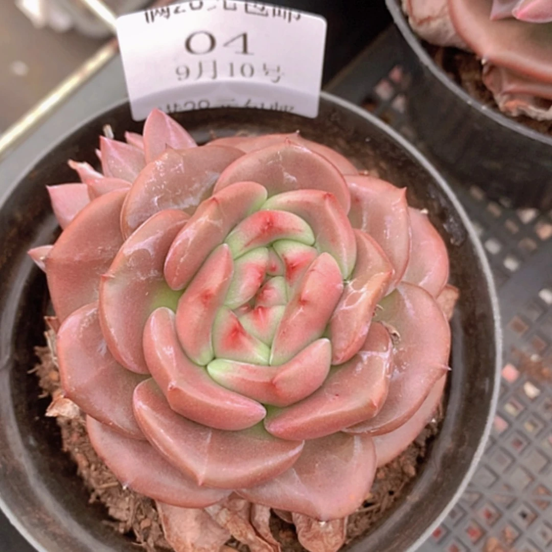 【闪购商品】云04号