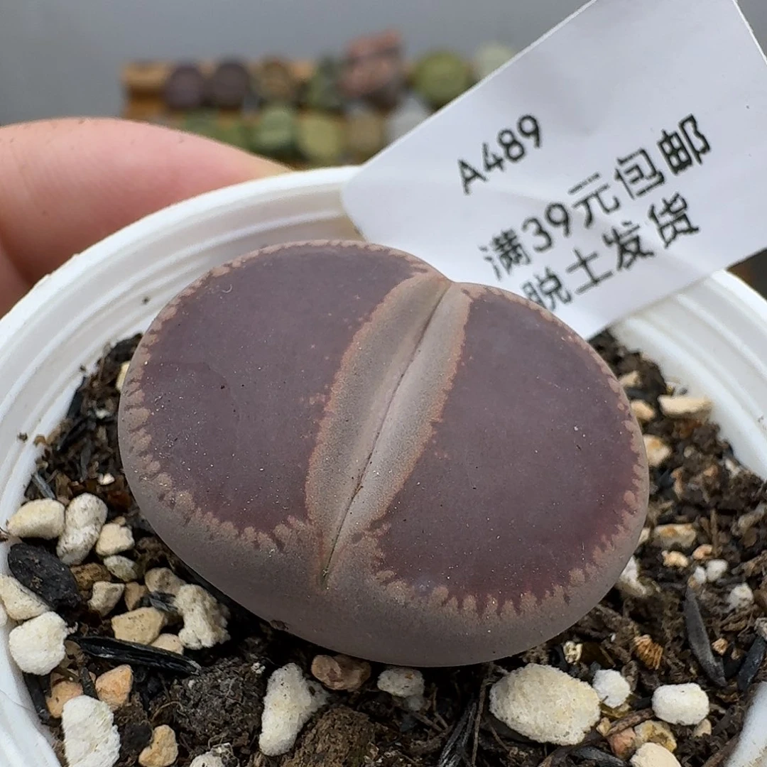 489多肉哈哈哈哈哈哈哈哈