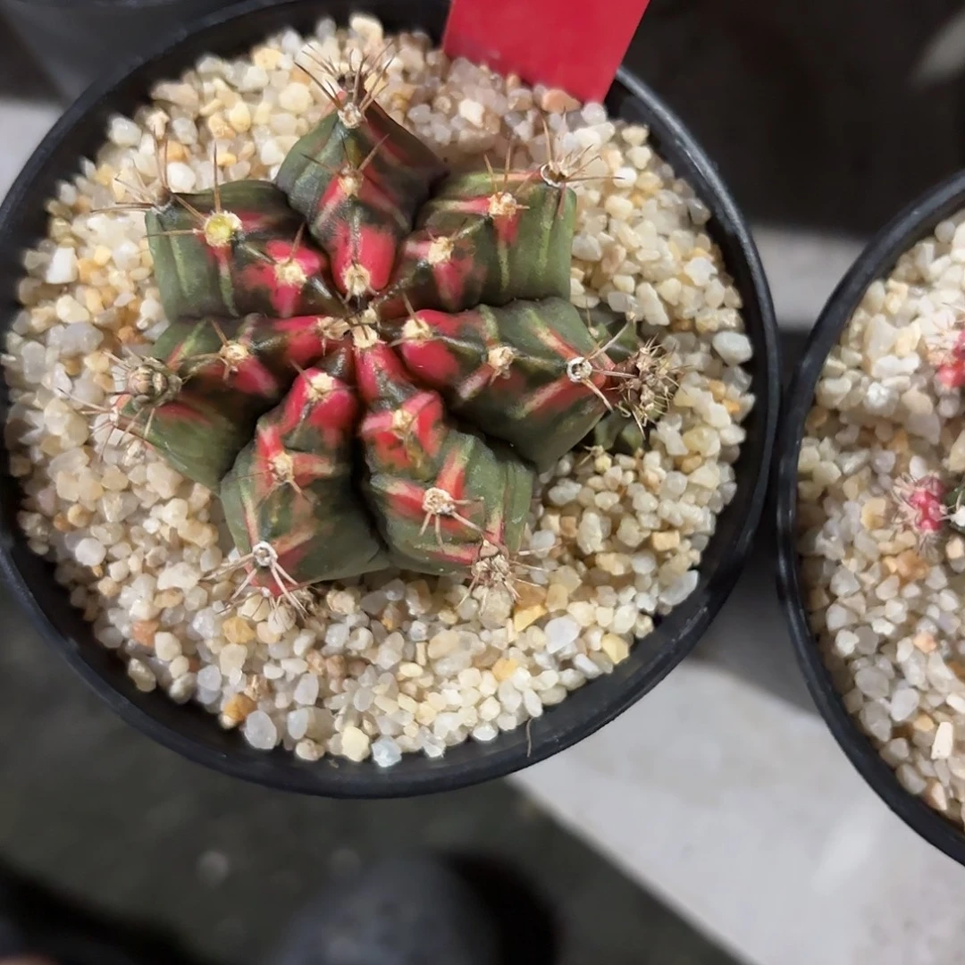 276-1020泰国发货多肉