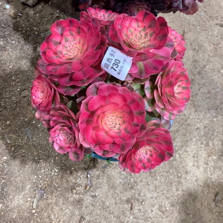 缘**生730荔枝多肉植物