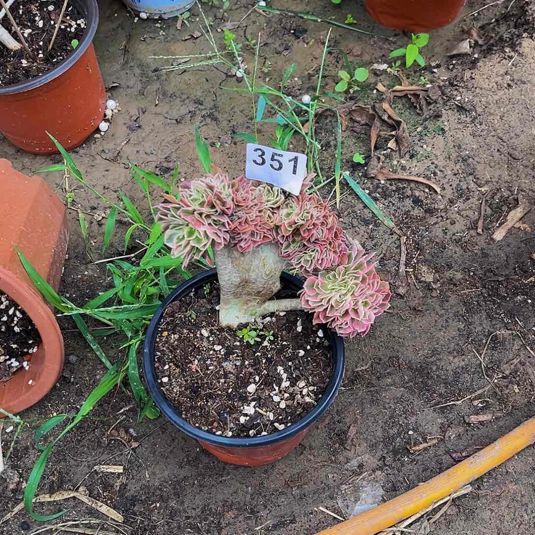 华****）女巫缀化一棵351