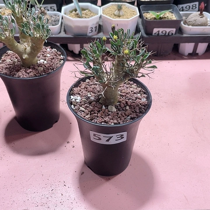 *****573黑鬼殿厚墩菊块根