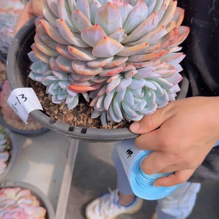 1113橙梦露多肉植物