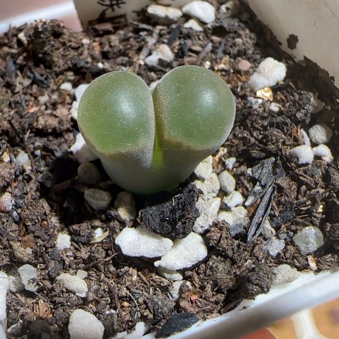 肉锥多肉植物组合-磁铁福利1123