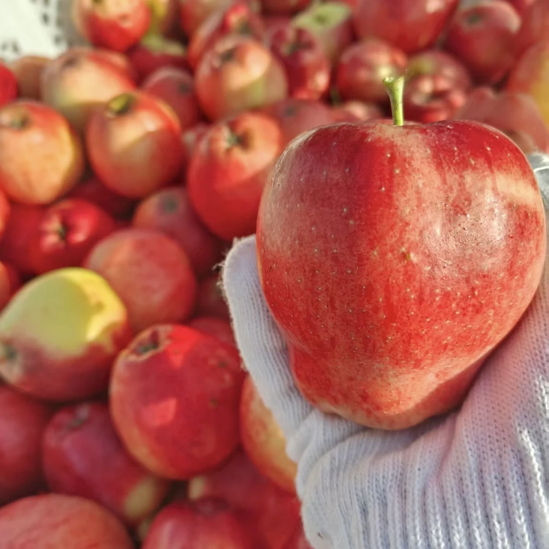 云南昭通正宗新鲜采摘酸甜可口脆多汁糖心苹果