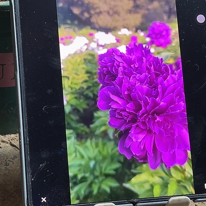 零****完全开放紫金芍药