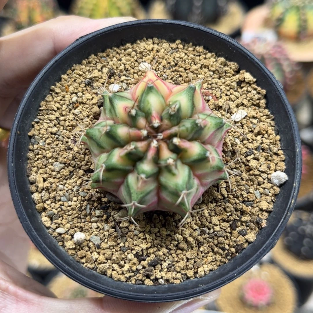 实生根粉白臀—————————