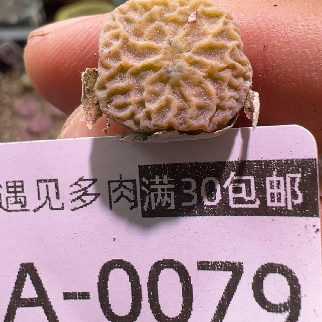 多肉植物1111111111