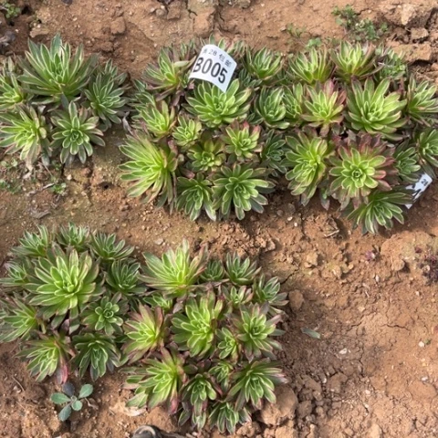 005凤凰锦不包断枝