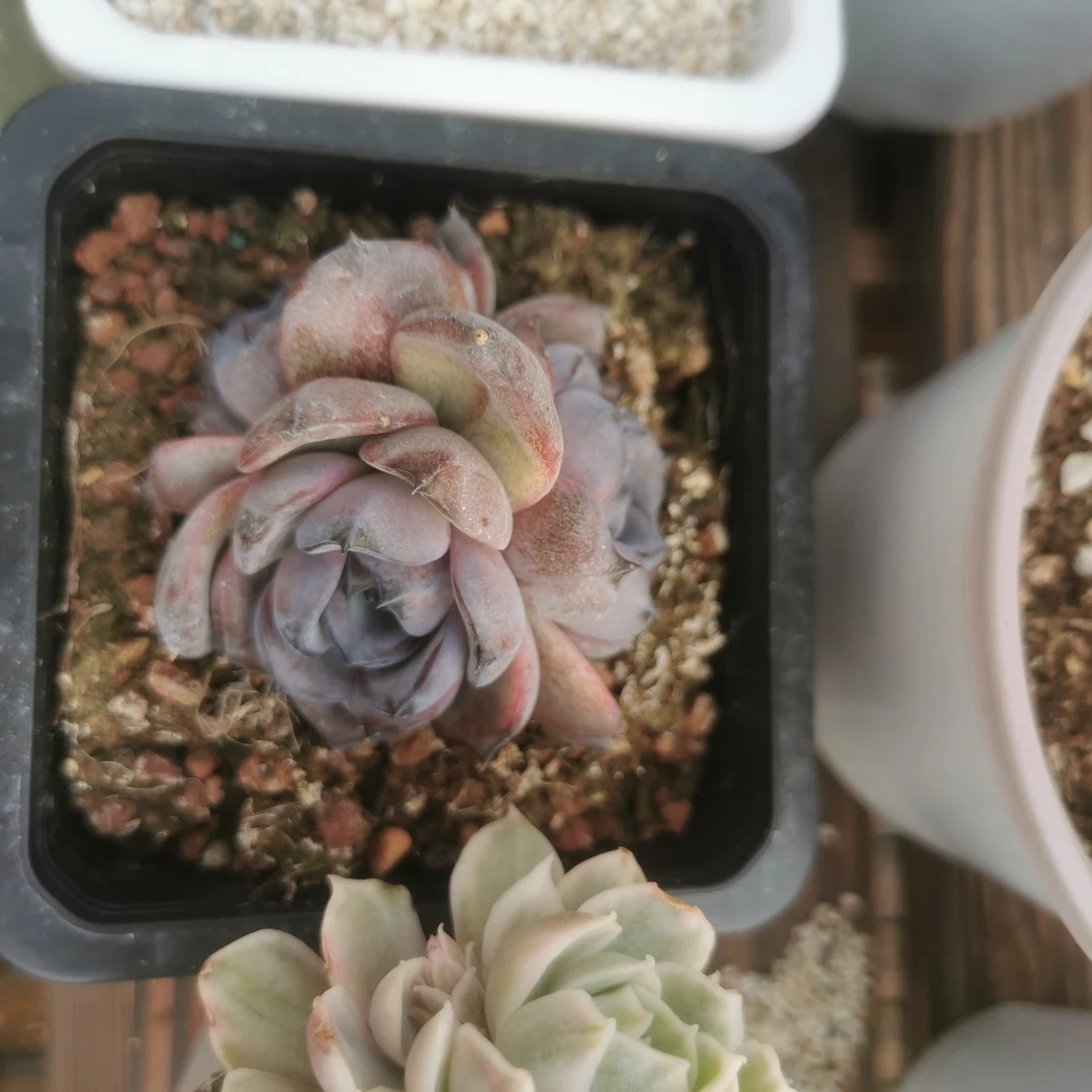 黑橙群多肉植物多肉