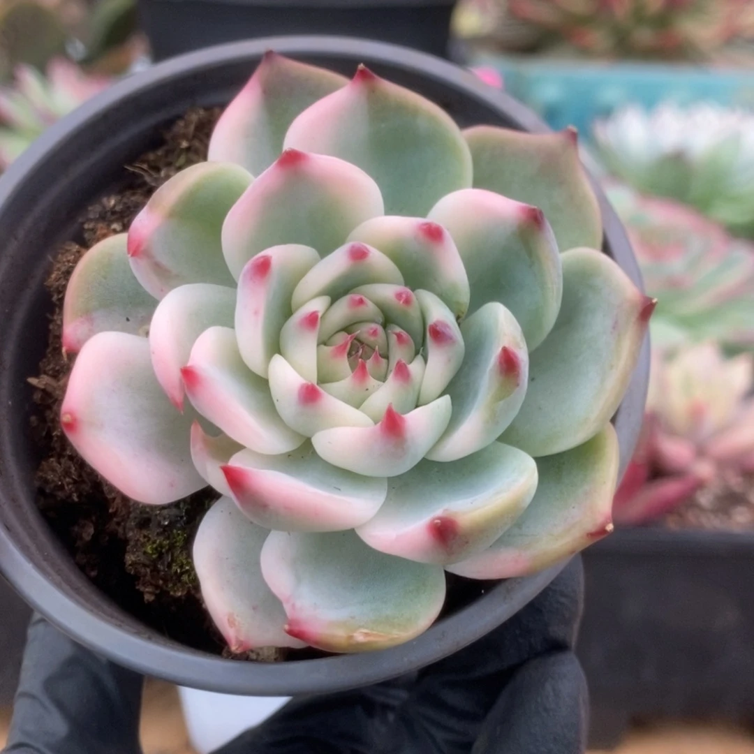 081锦锦锦锦锦锦锦