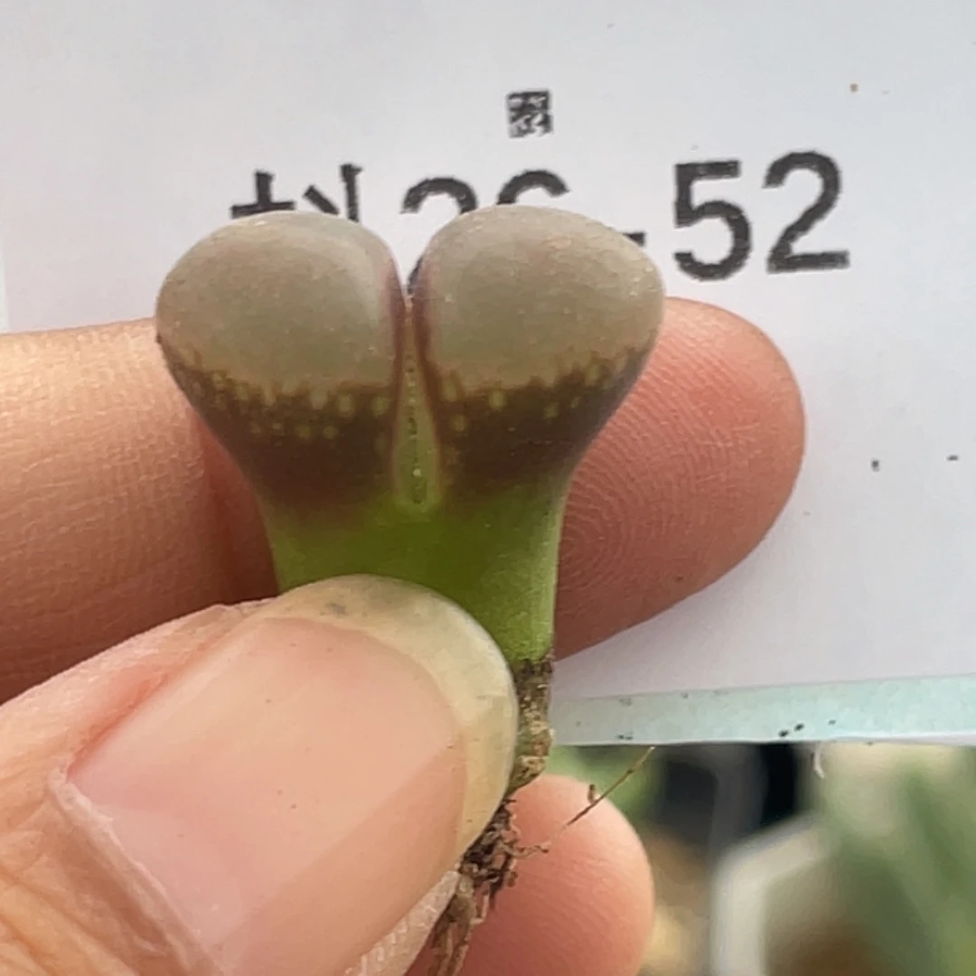 26-52风铃多肉植物