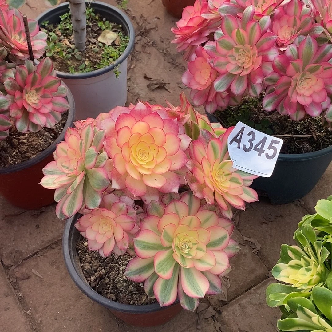 青城多肉法师345多肉法师